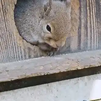 なつの