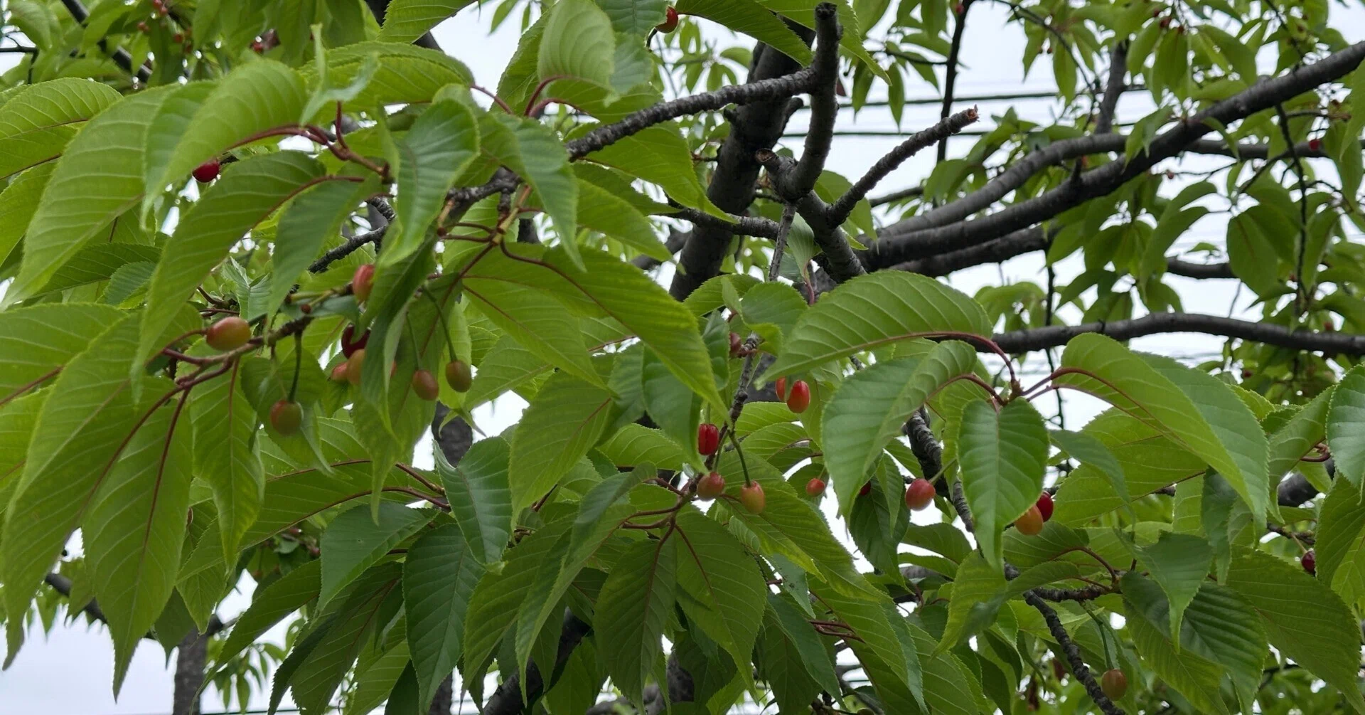 桜のその後｜Saki