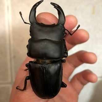 クワガタ カブトムシ飼育のコバエ対策 初心者必見 Xinchang Note