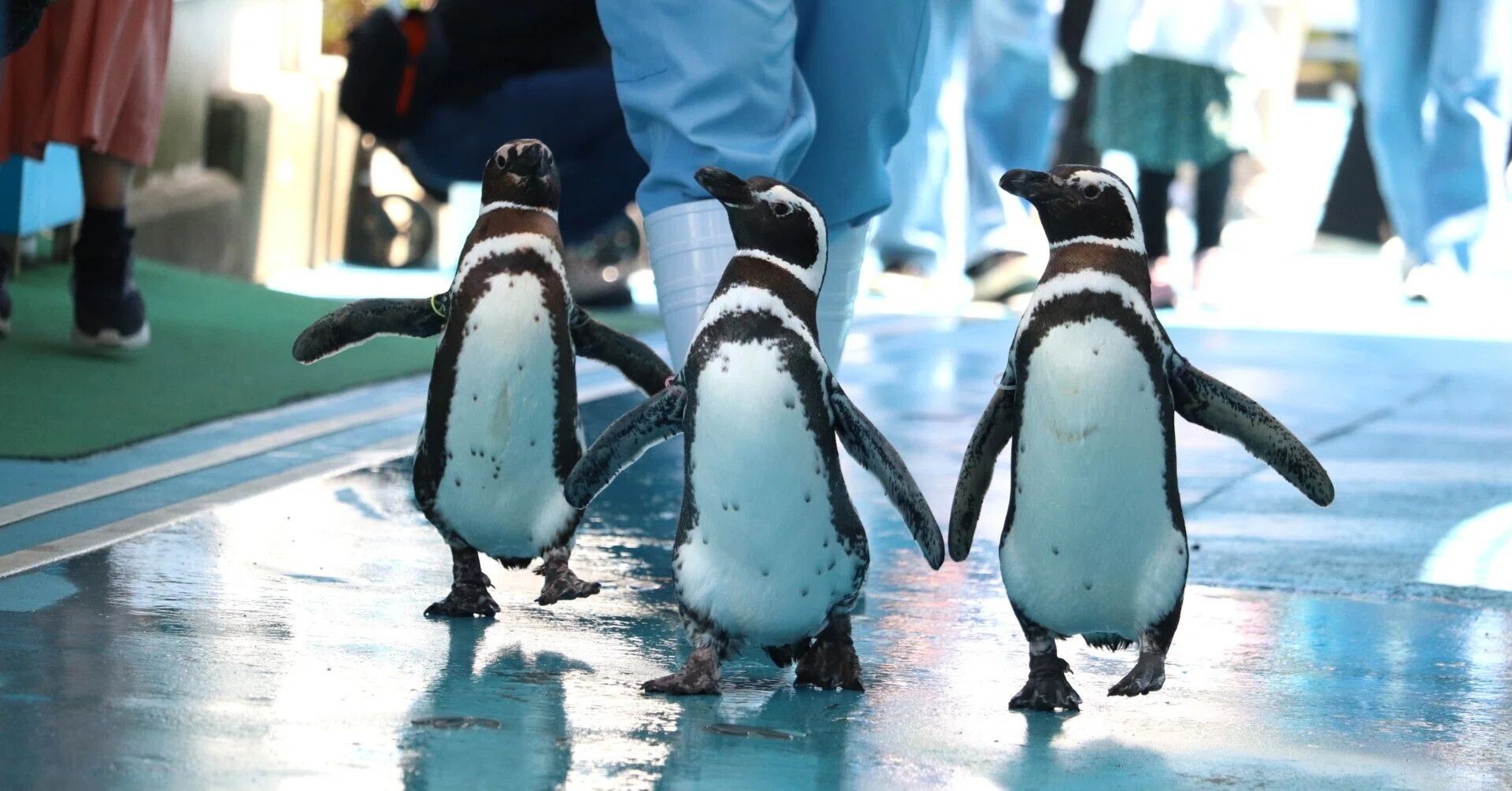 GW金沢能登旅：のとじま水族館｜のぞむ