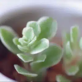よこ
