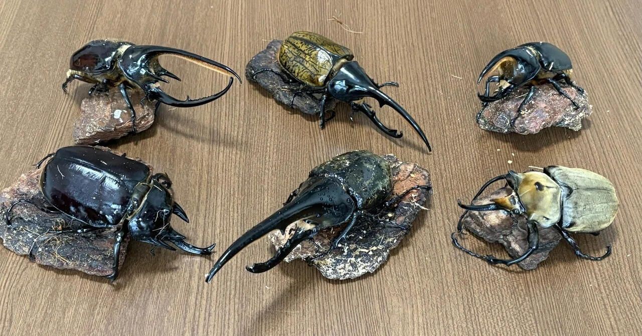 ムシキングふたたび｜やま