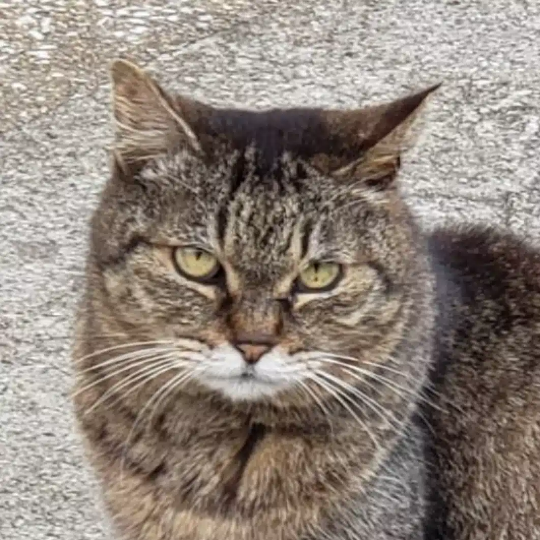 らう