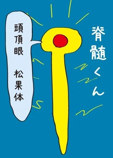 頭頂眼 松果体
