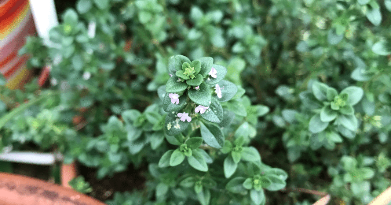 レモンタイムの花が咲きました お茶に浮かべてみました Soundsurfer サウ Note