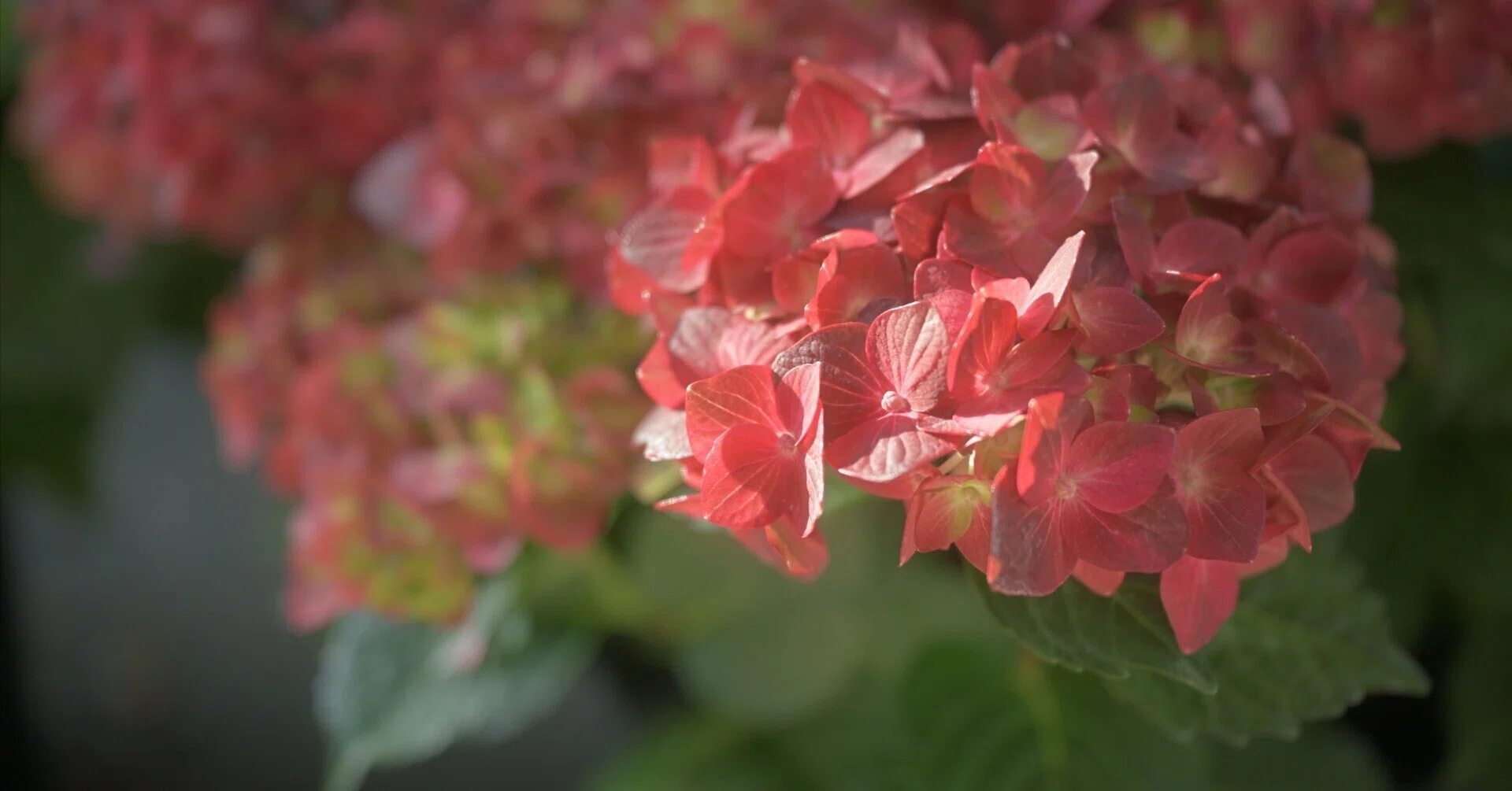 紫陽花 （Z9:NIKKOR Z 24-70mm f/2.8 S II） ようやくゴールデンな天気