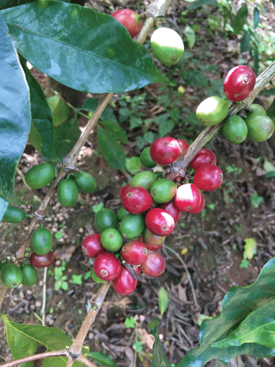 インドのコーヒーには歴史がある Merthi Coffee いんどの珈琲メルティコーヒー Note