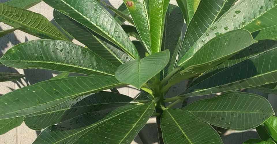 プルメリアからのサインを見逃さない 日々のチェックポイント Hoppie Note