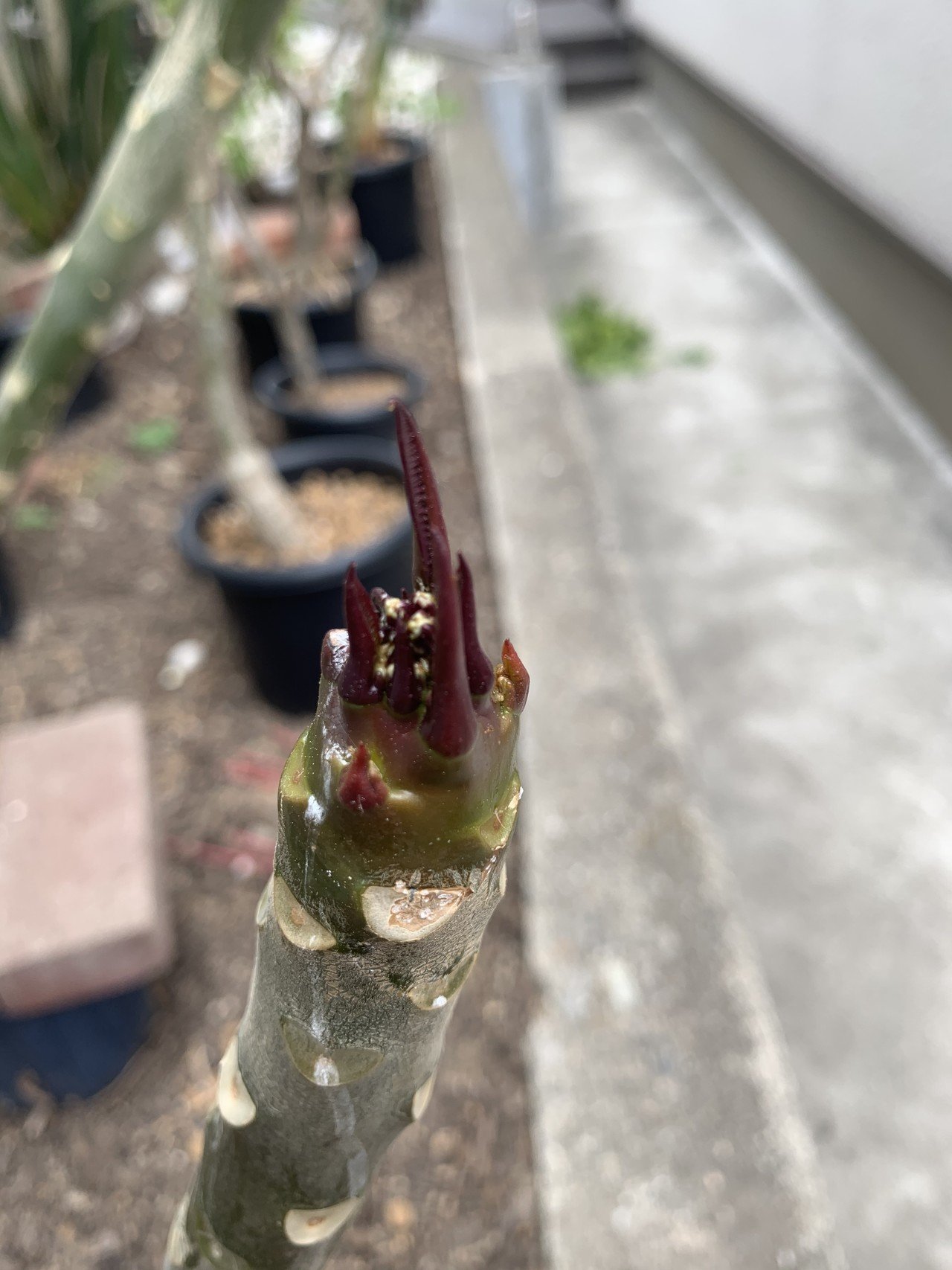 プルメリアからのサインを見逃さない 日々のチェックポイント Hoppie Note プルメリアからのサインを見逃さない 日々のチェックポイント Hoppie Note