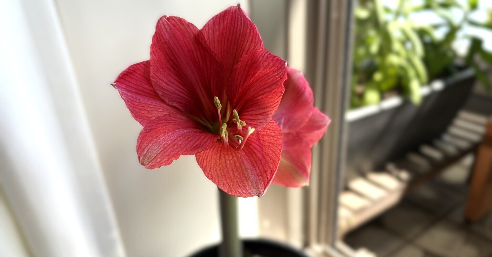 アマリリス(ヒッペアストラム)｜室内でインパクト大に咲きました💐｜ラムネ