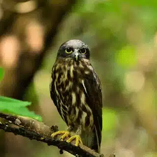 ごくう