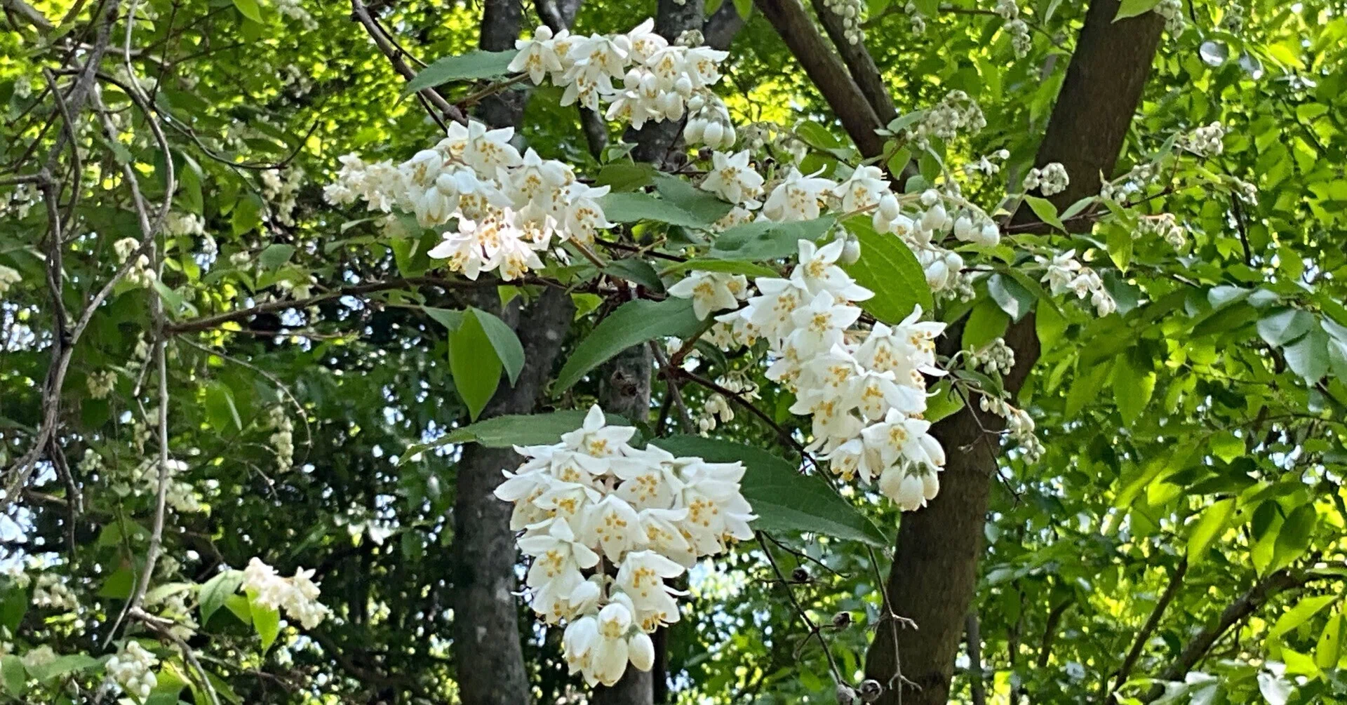 ウツギ（京都府立植物園）：2026年5月2日（土）｜藤井秀昭（『京都居候