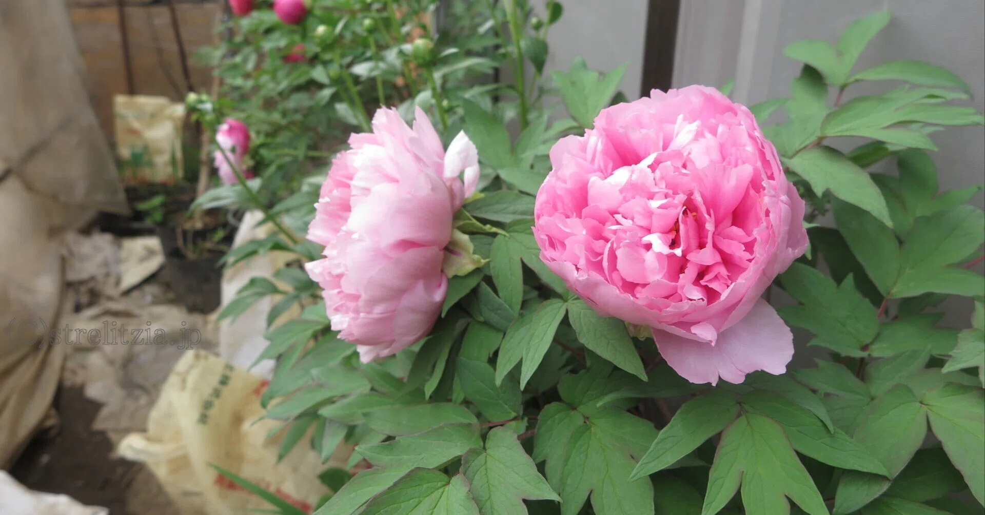 牡丹咲くその2｜極楽鳥花植物園