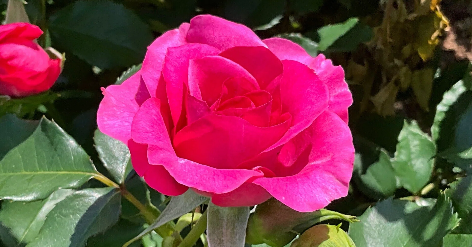 Urara (Kyoto Botanical Gardens): May 2, 2026 (Sat)｜藤井秀昭