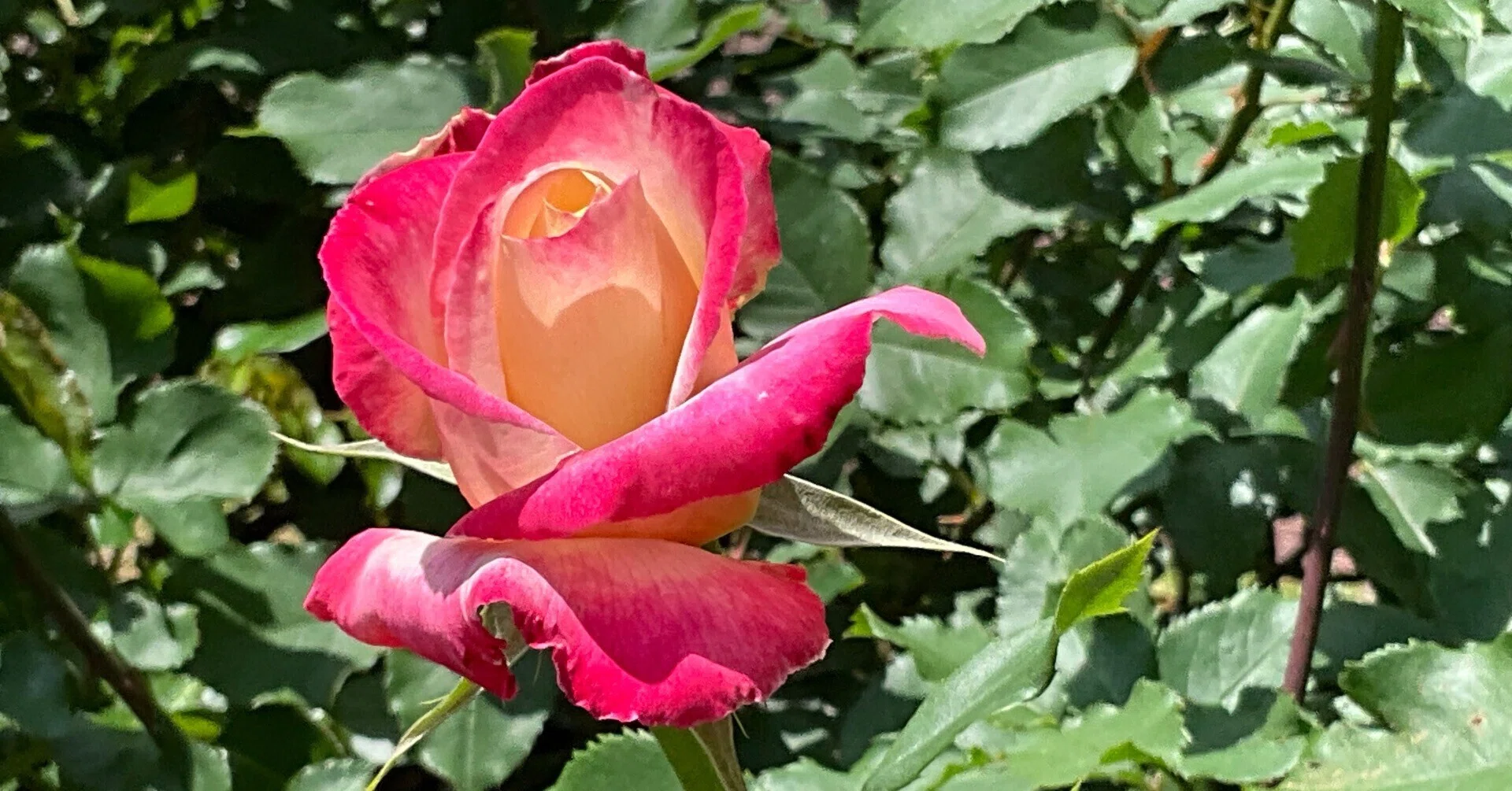  RoseGardenデイライト21.3cm6枚1990年 ダブルデライト（京都府立植物園）：2026年5月2日（土）｜藤井秀昭