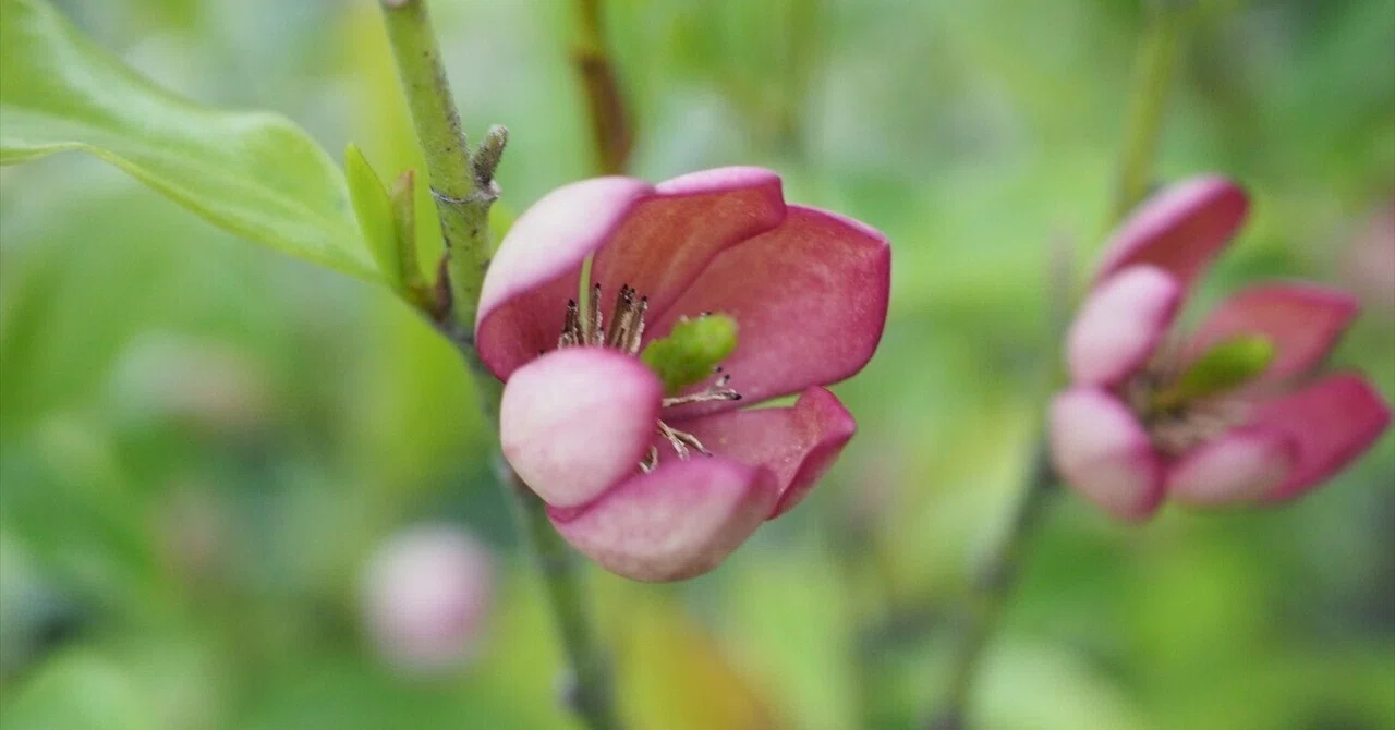 バナナの香りのオガタマ・パープルクイーン｜田舎の花屋