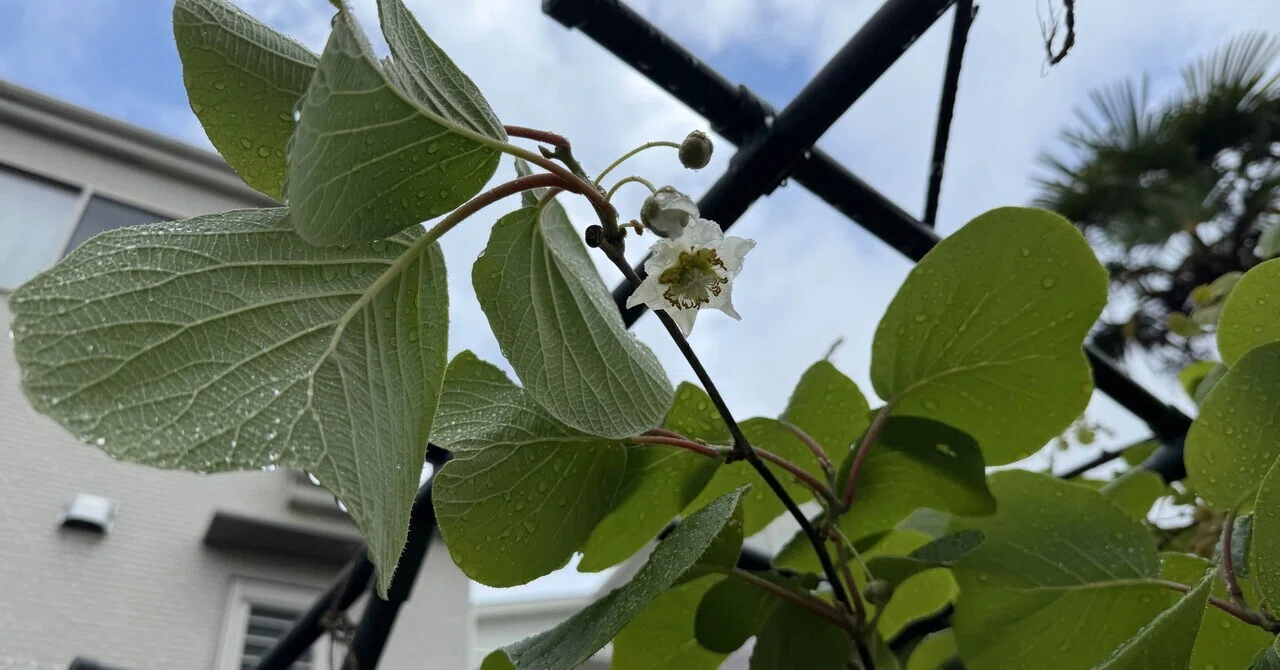 雨上がりにキウイの雌花が咲く｜Hirokazu Nishi