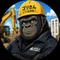 ゴリさん🦍｜GORILLA WORKS