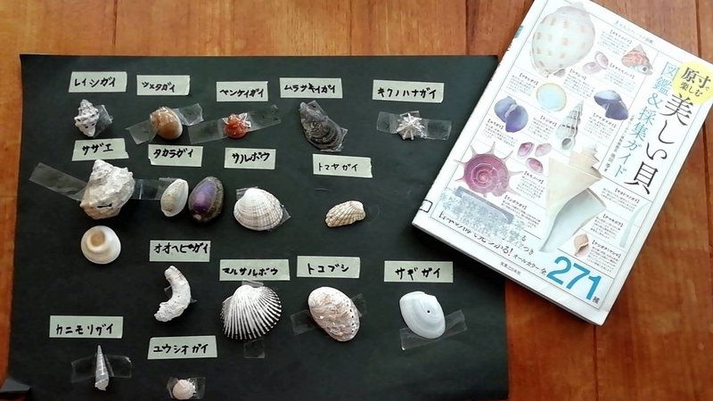 気づきがあったその先に 学びを考える子育て時間 シーズンオフの楽しみ 貝殻拾い Be Global Kugenuma Note 気づきがあったその先に 学びを考える子育て時間 シーズンオフの楽しみ 貝殻拾い Be Global Kugenuma Note