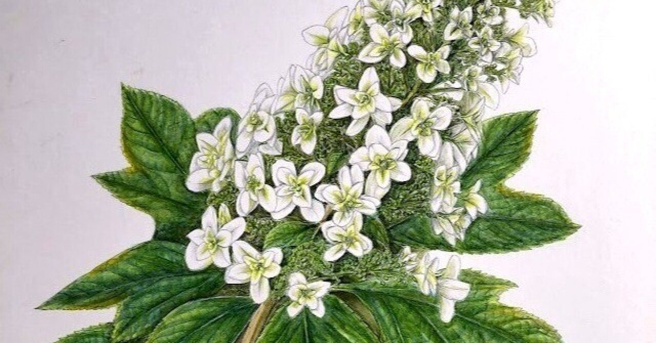 植物画・ボタニカルアート】紫陽花は色も形もさまざま～④円錐状に咲く
