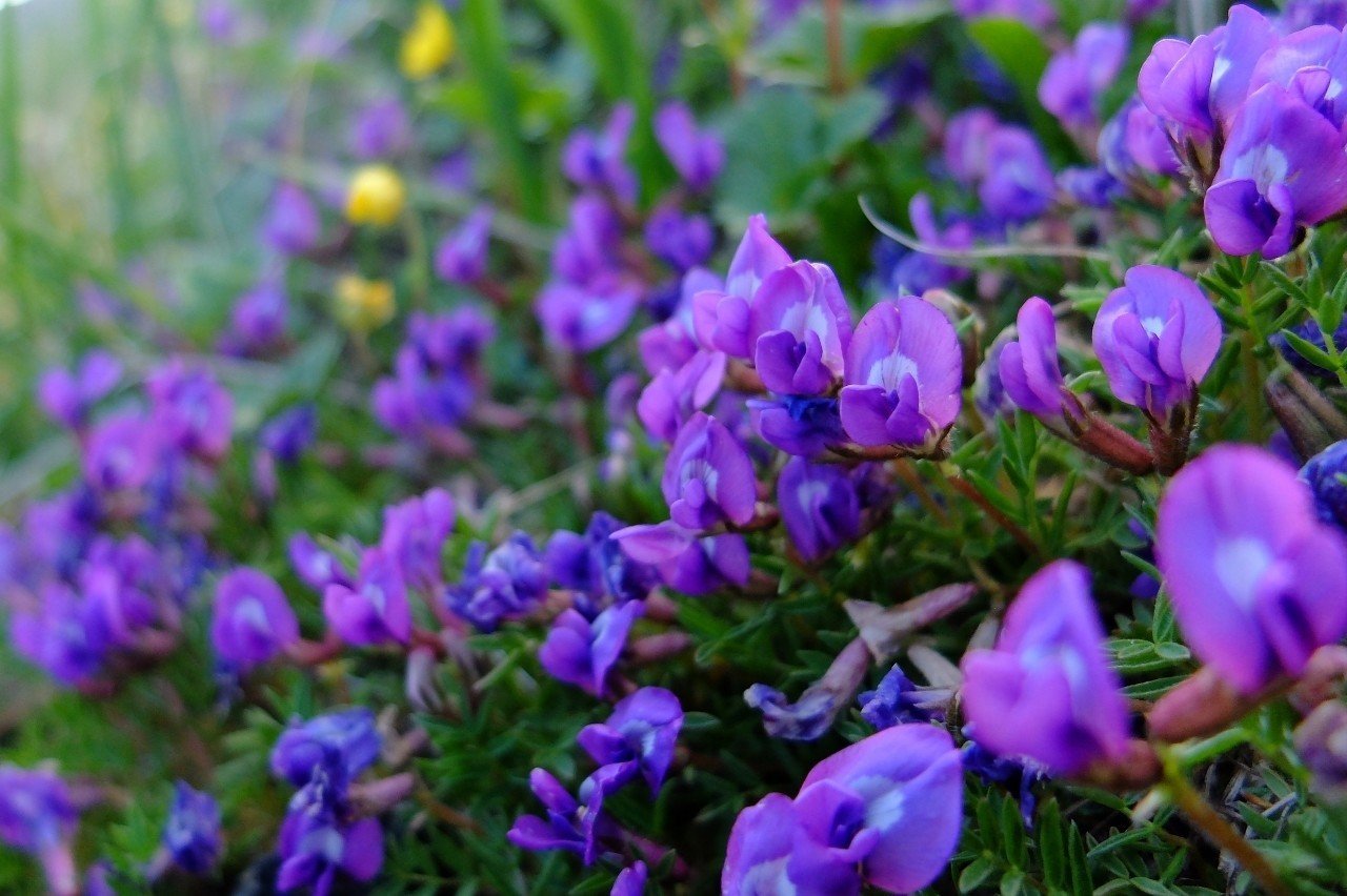 紫色の可愛い花 オヤマノエンドウ Hhaannaaiihh Note