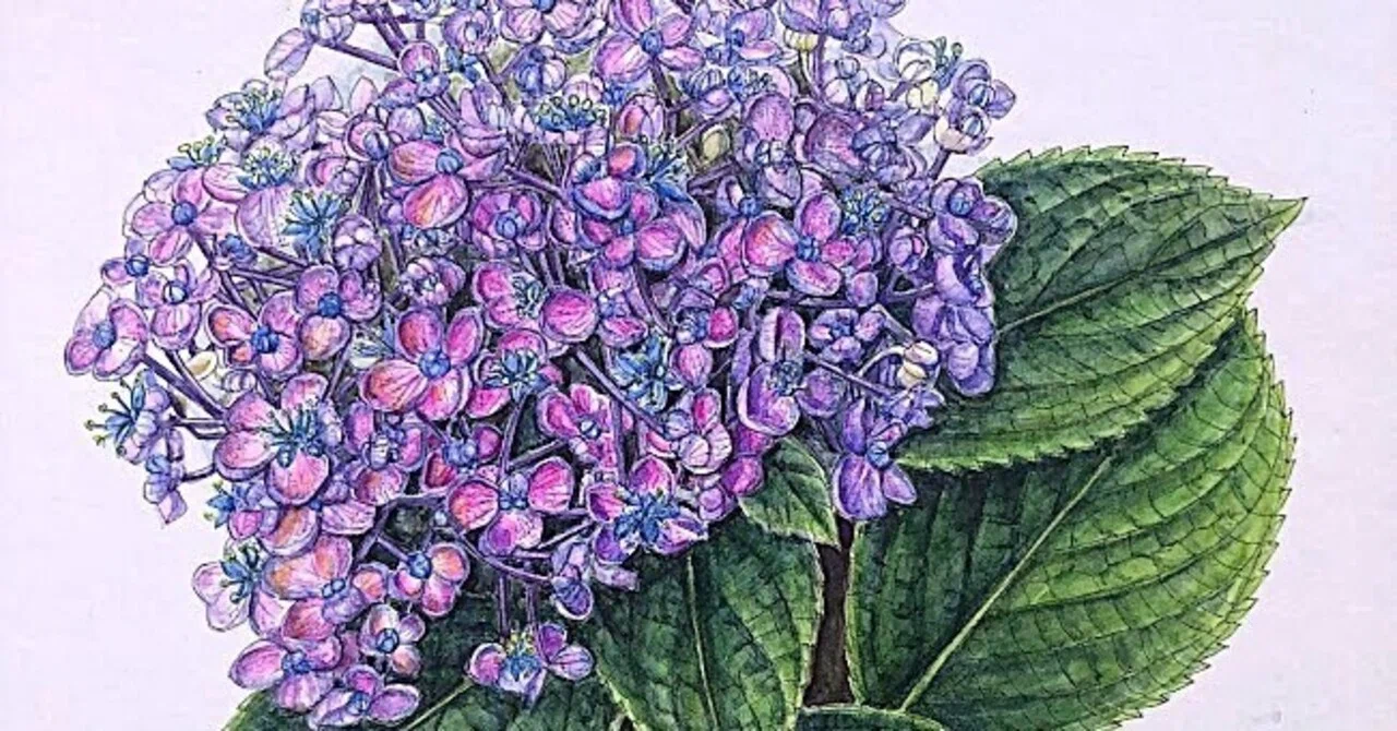植物画・ボタニカルアート】紫陽花は色も形もさまざま～⑥かわいい