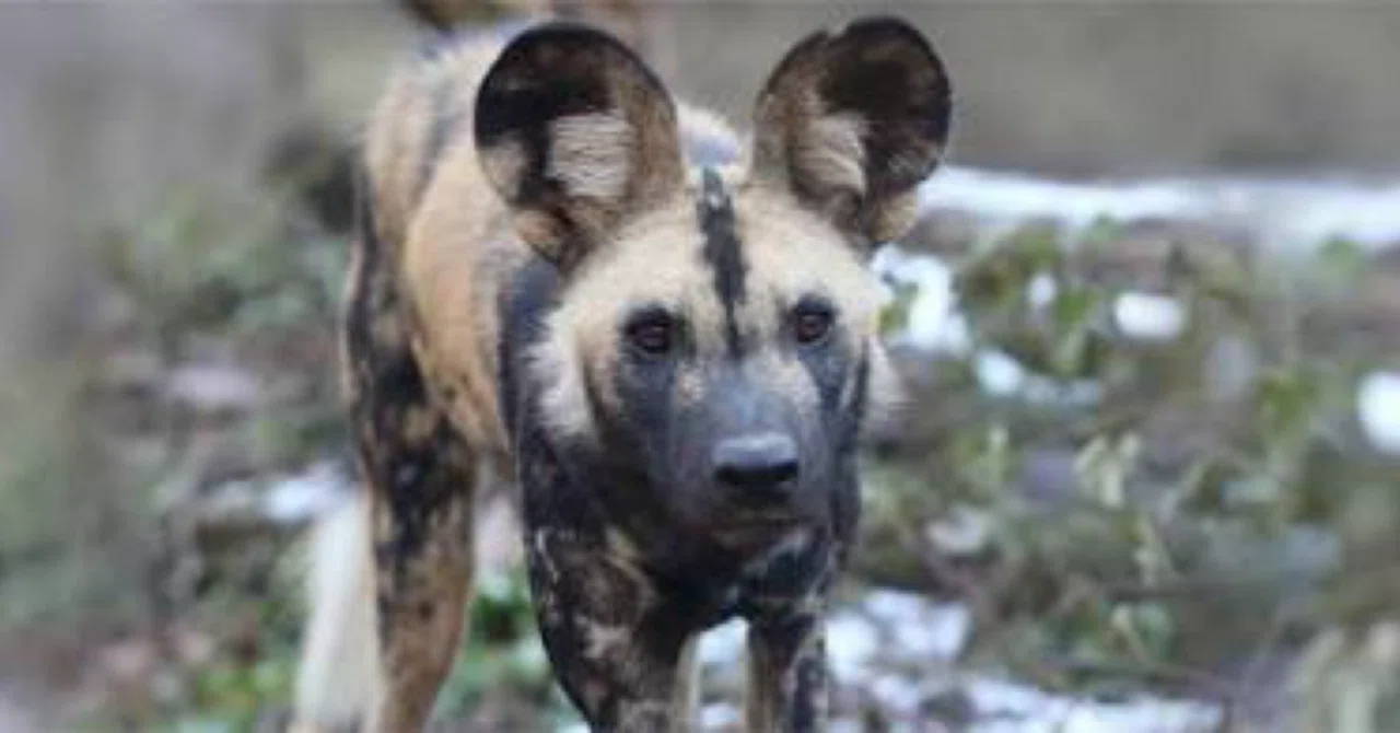 リーダーは先頭にいるとは限らない①— 絶滅危惧種 Lycaon pictus に