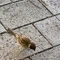 Emi