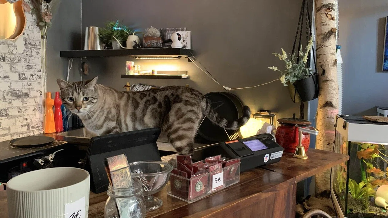 🇫🇮121日目 | ねこカフェ｜こうすけ