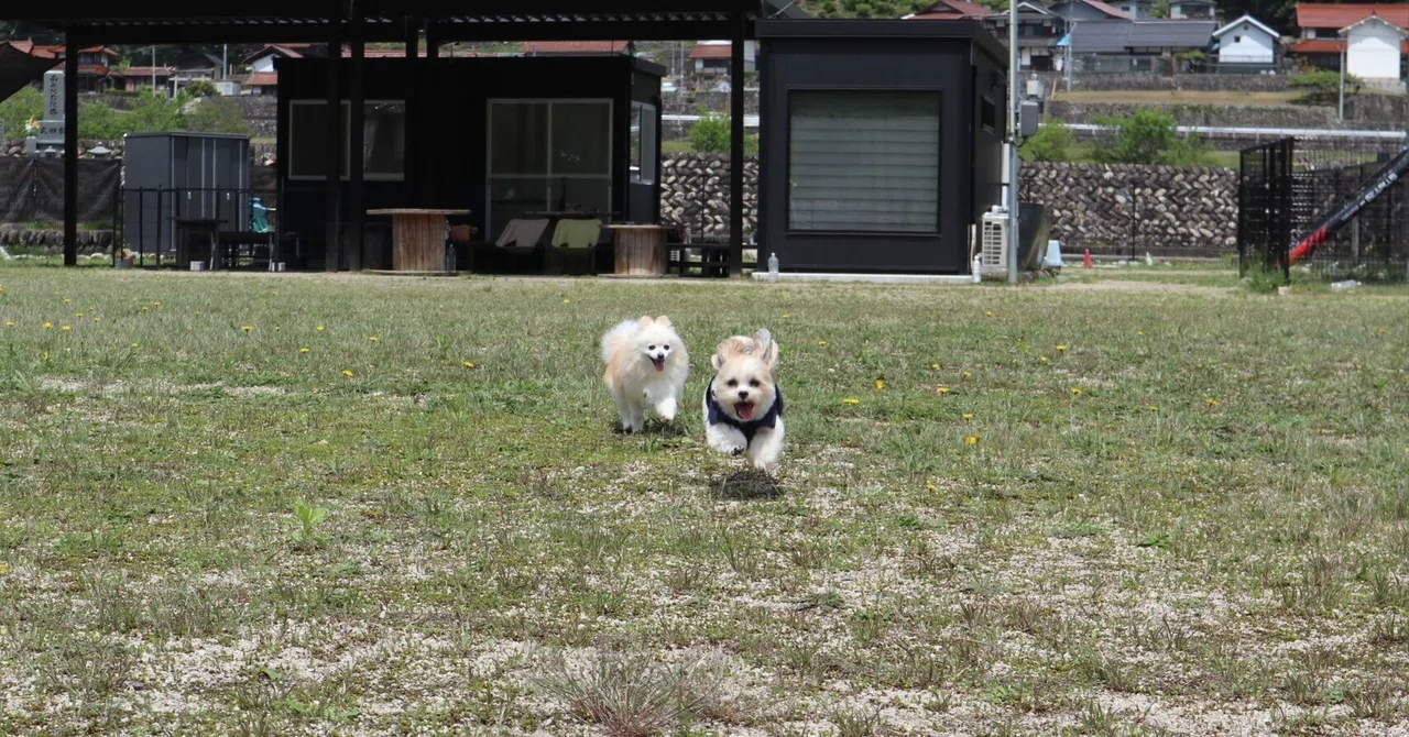 「【日記No.117】広島県北のドッグランは、想像以上に広大で楽しかった🐾」のサムネイル
