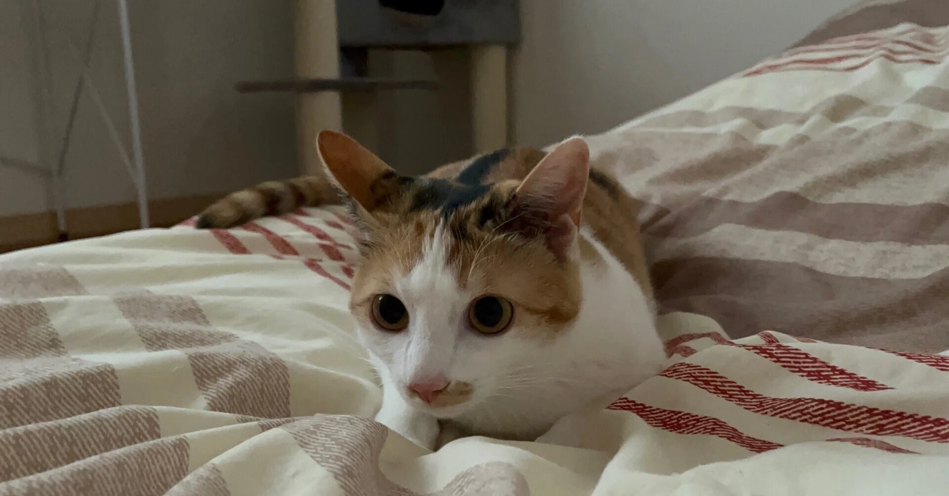 猫ちゃん待たせたね｜2026.5.2-3の「今」｜25