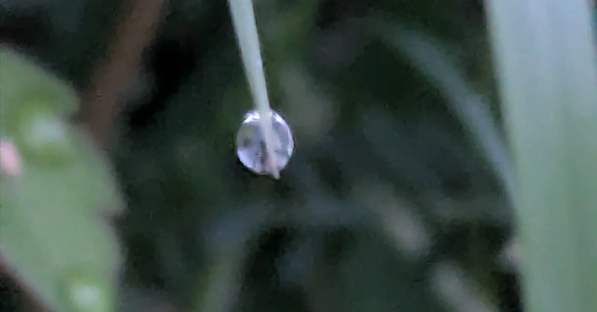 今朝の水滴｜ichiro70