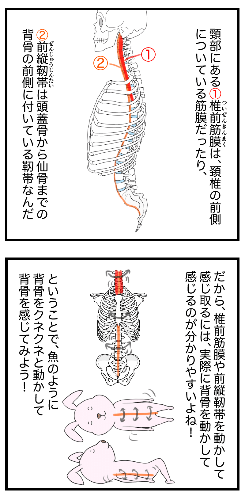 姿勢ライン感じる2w