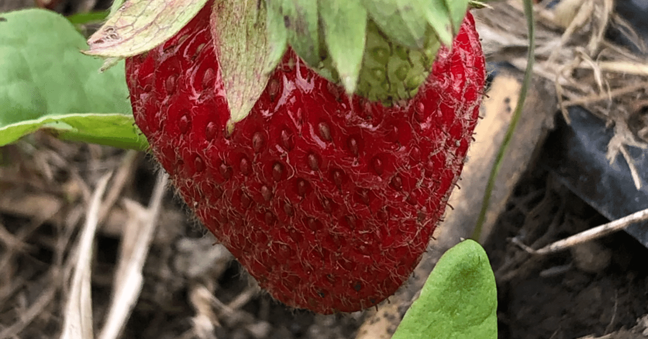 イチゴの苗取り わんや Note イチゴの苗取り わんや Note