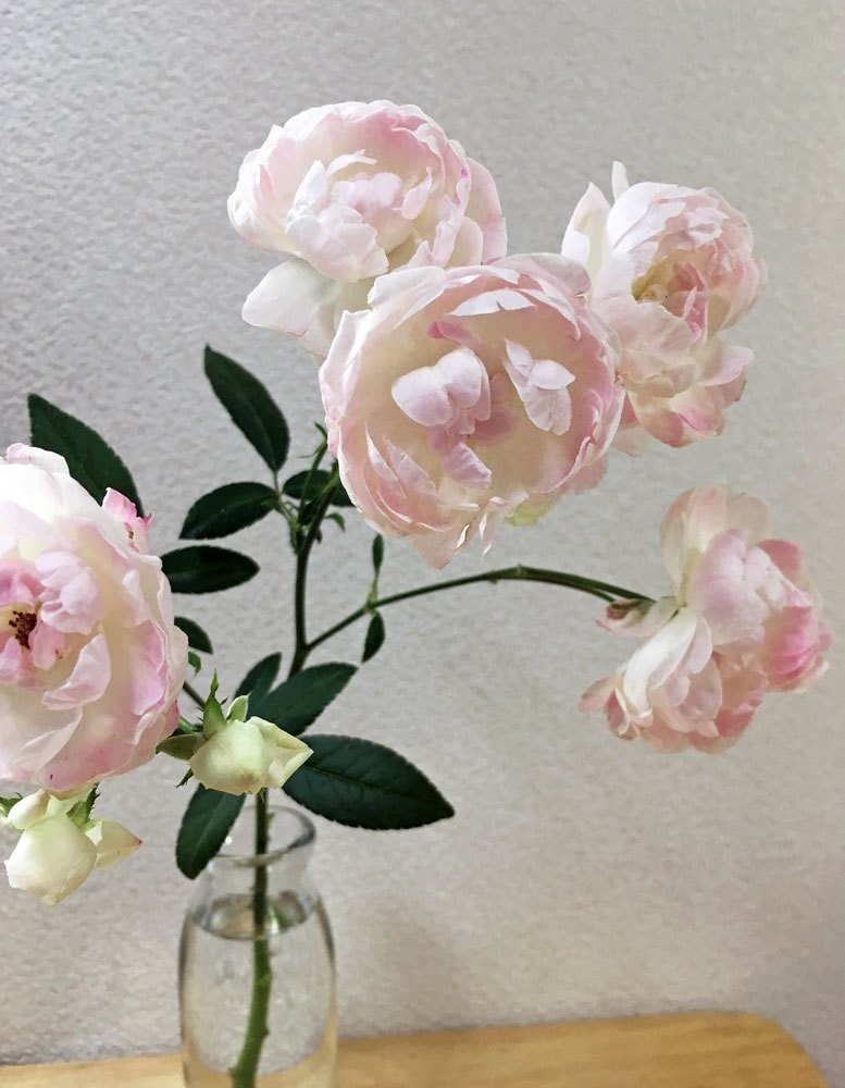 花の手順書 小さな薔薇を瓶に入れる 花と日々 Yas Note