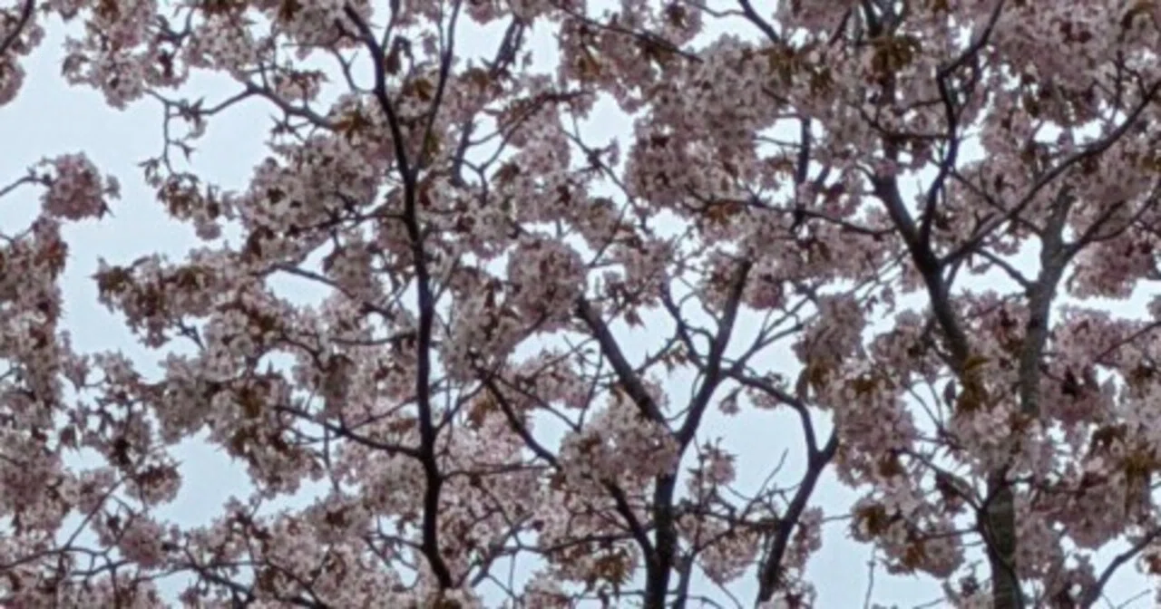 桜｜Sassan