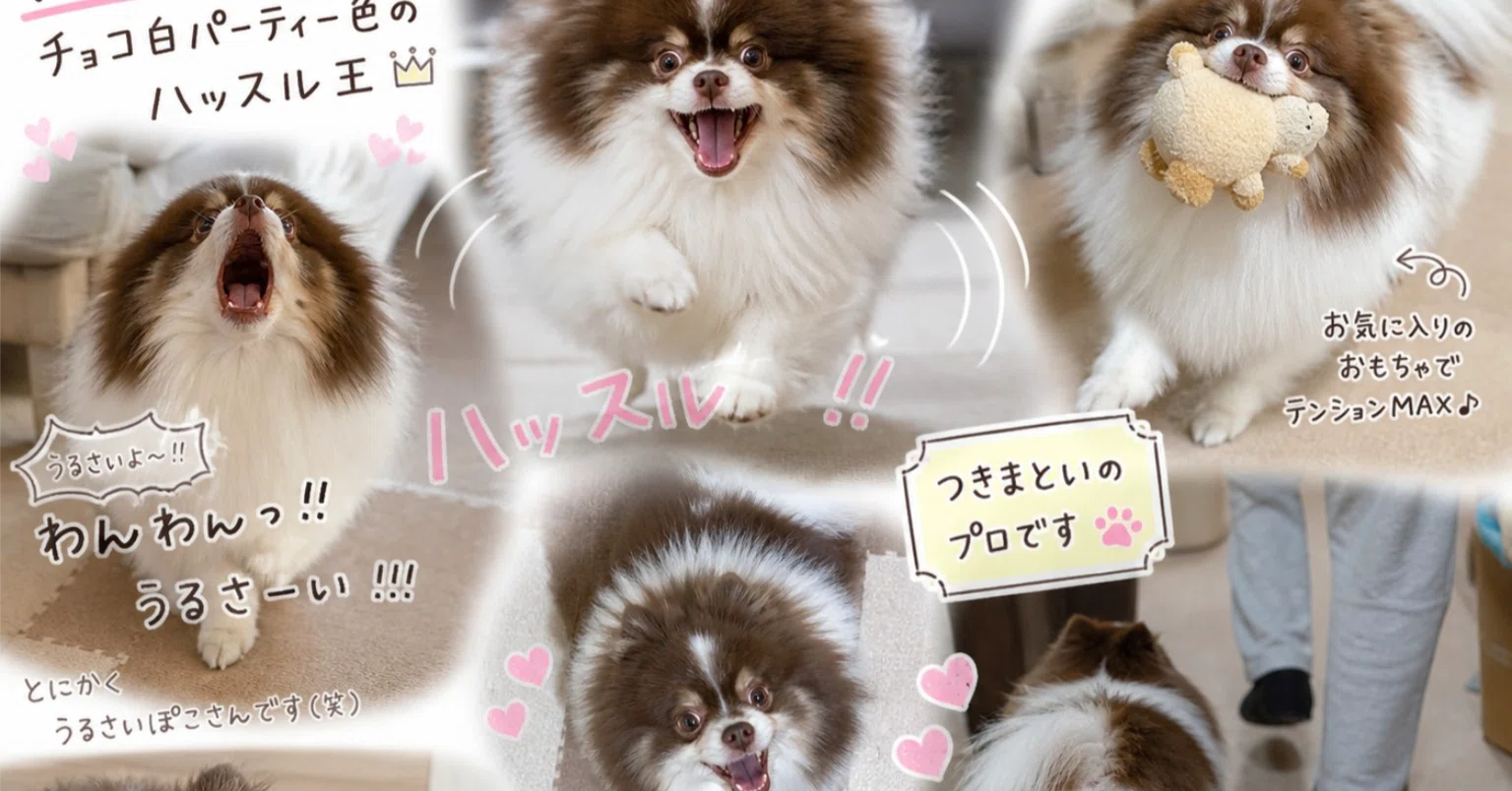 ポメラニアン7キロの現実。かわいいだけじゃない「ハッスル王ぽこさん