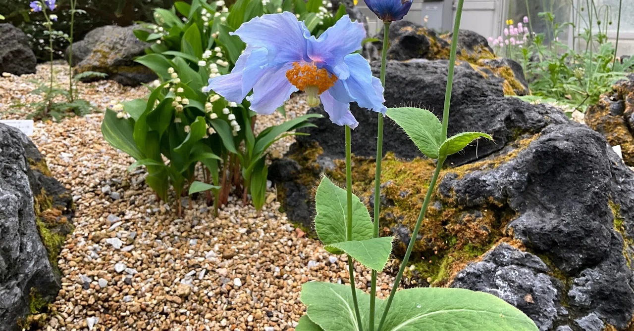 メコノプシス・ベトニキフォリア（幻の青いケシ）（京都府立植物園