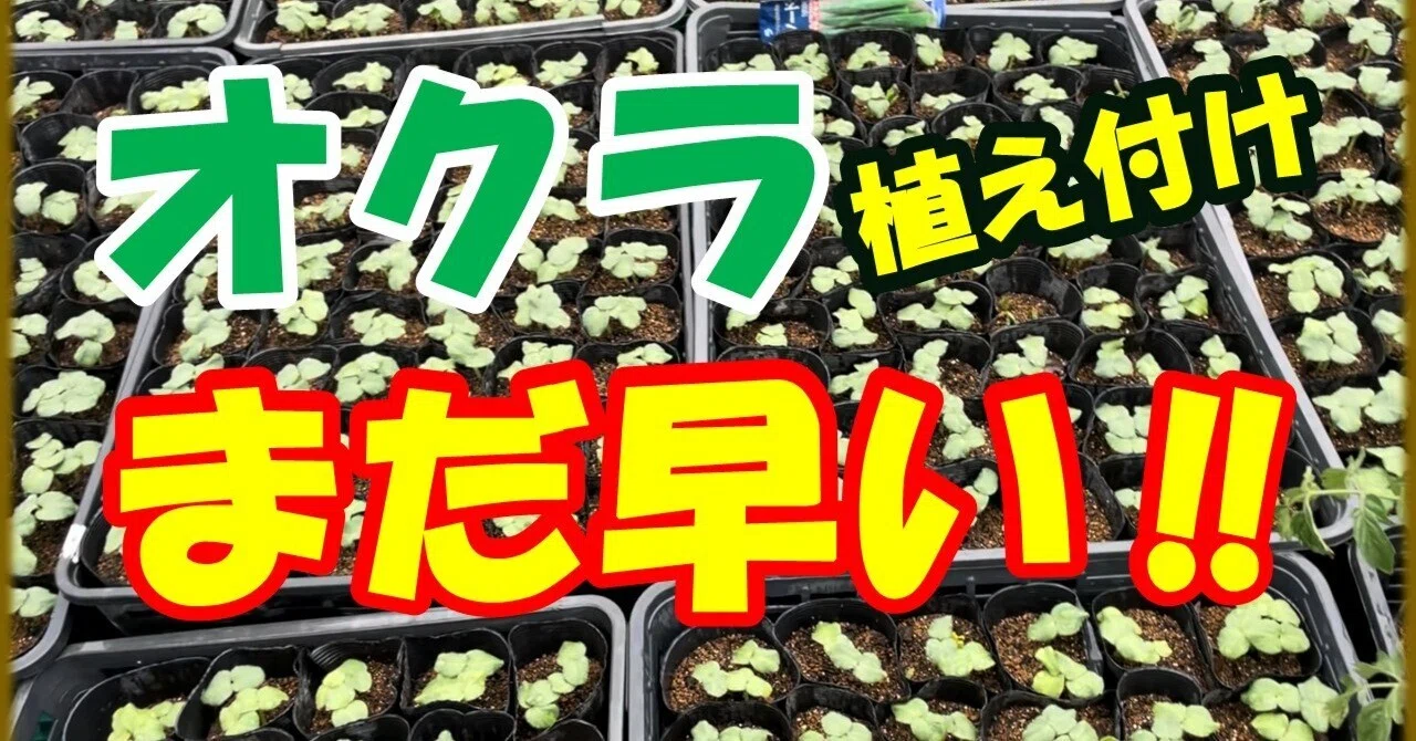 家庭菜園】オクラの植え付けは「まだ早い！」焦って失敗しないための