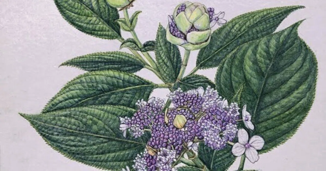 植物画・ボタニカルアート】紫陽花は色も形もさまざま～⑤玉の蕾を開く