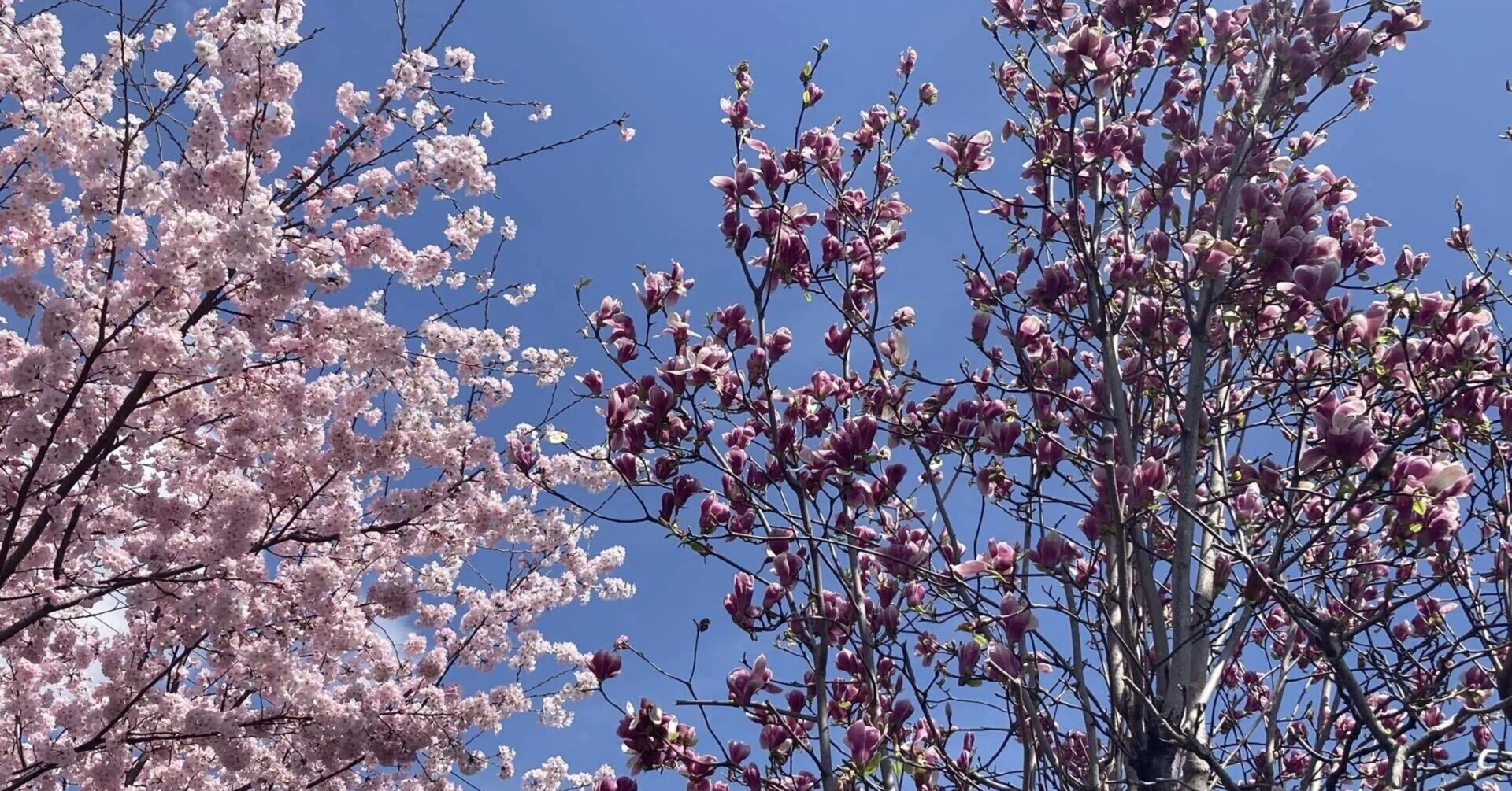 やっと桜開花｜あおぞら