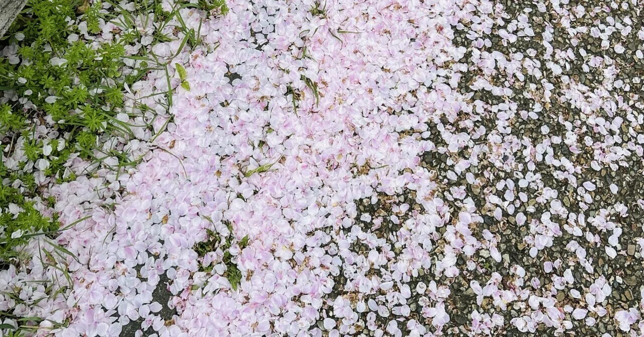 Tele 詩の形 花筏 花筏ほどけてつながる水の上 Petals drifting loosening, yet