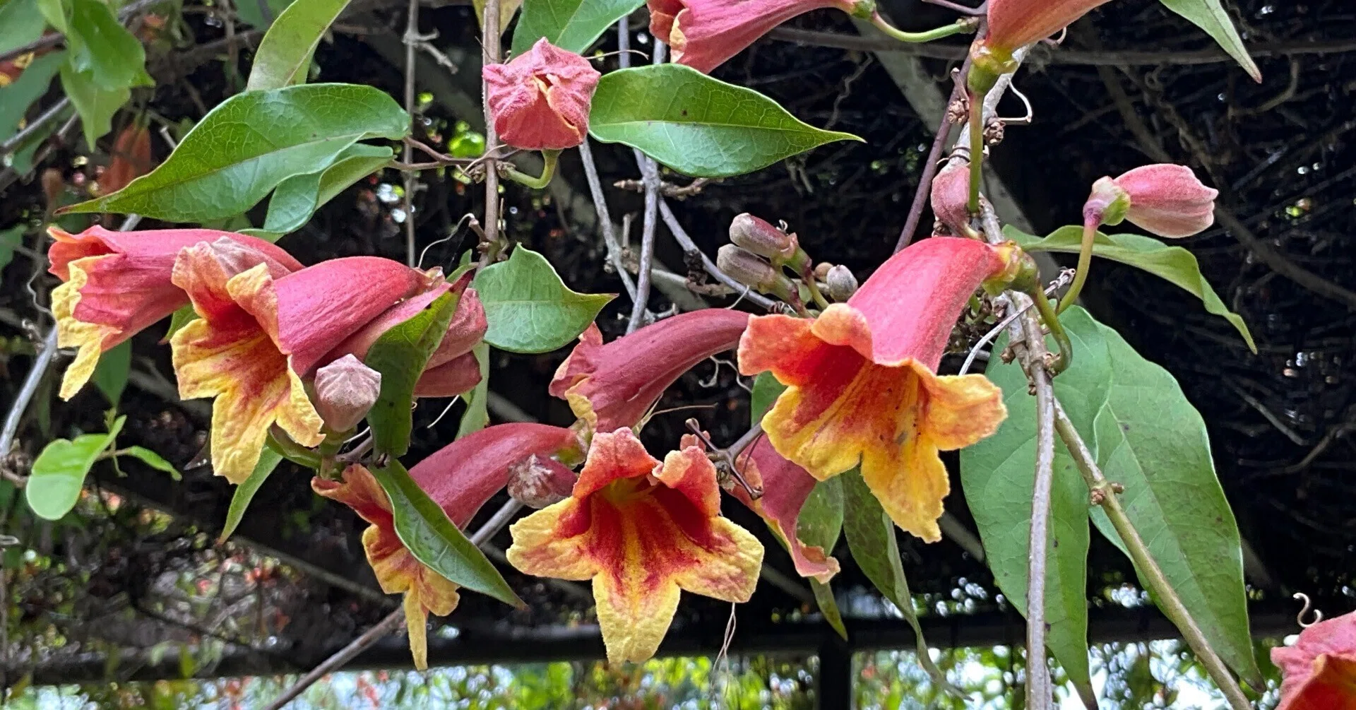 ツリガネカズラ（京都府立植物園）：2026年5月4日（月）｜藤井秀昭