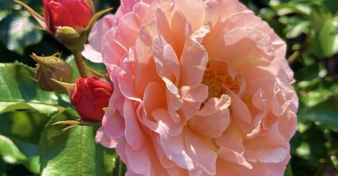 牡丹と薔薇』というドラマを見た｜カンタービレ