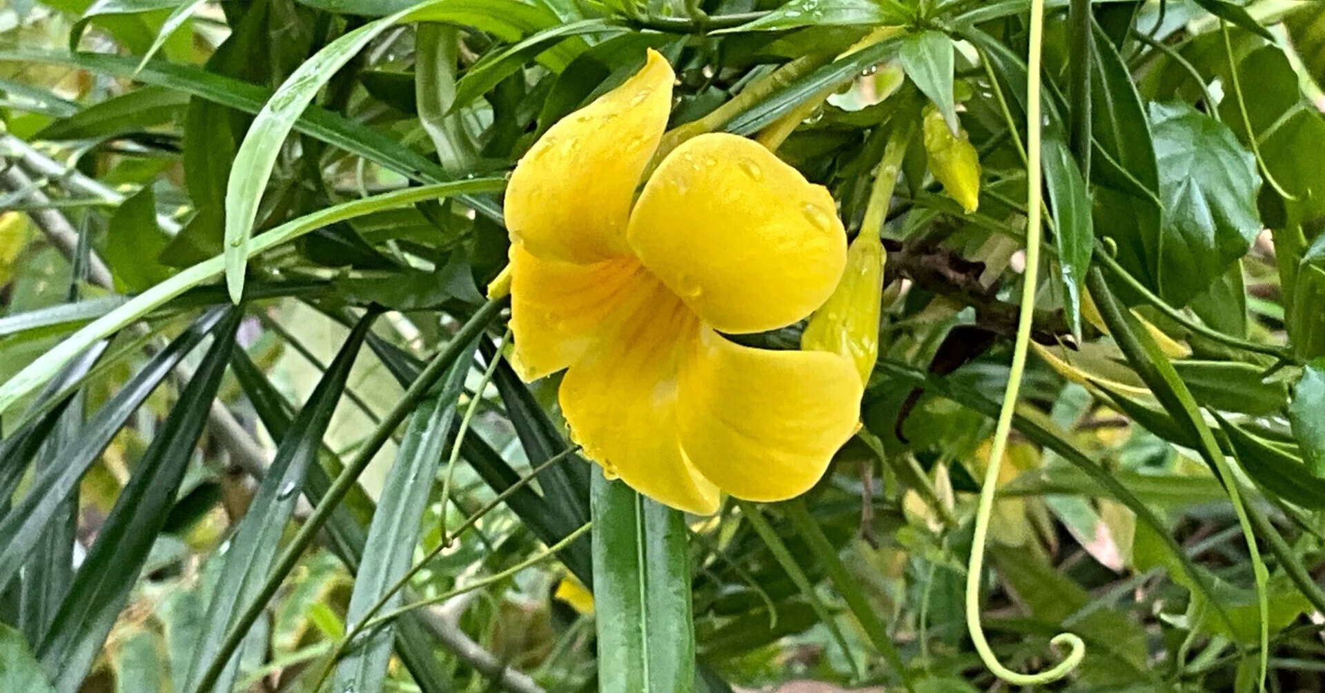 アリアケカズラ（京都府立植物園）：2026年5月4日（月）｜藤井秀昭