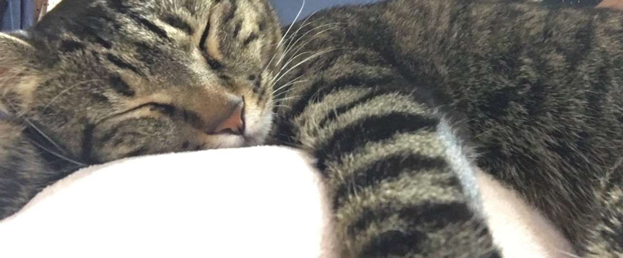 猫アレルギーでも猫は飼える ゆま Note