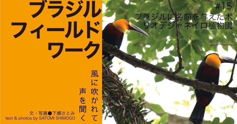 19 08 ブラジルフィールドワーク 15 ブラジルに名前を与えた木 リオデジャネイロ植物園 E Magazine Latina