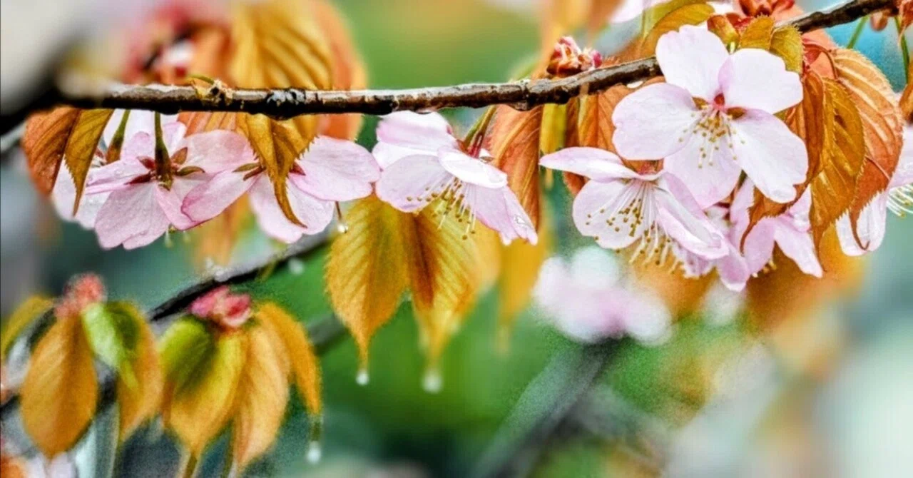雨桜｜志眞