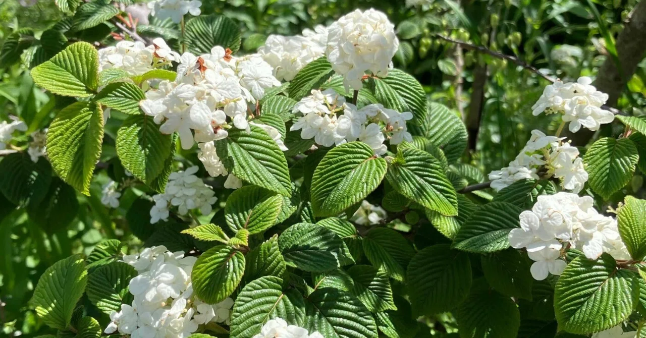 アラ還の植木職人見習い・・・?|ゆるメゾン