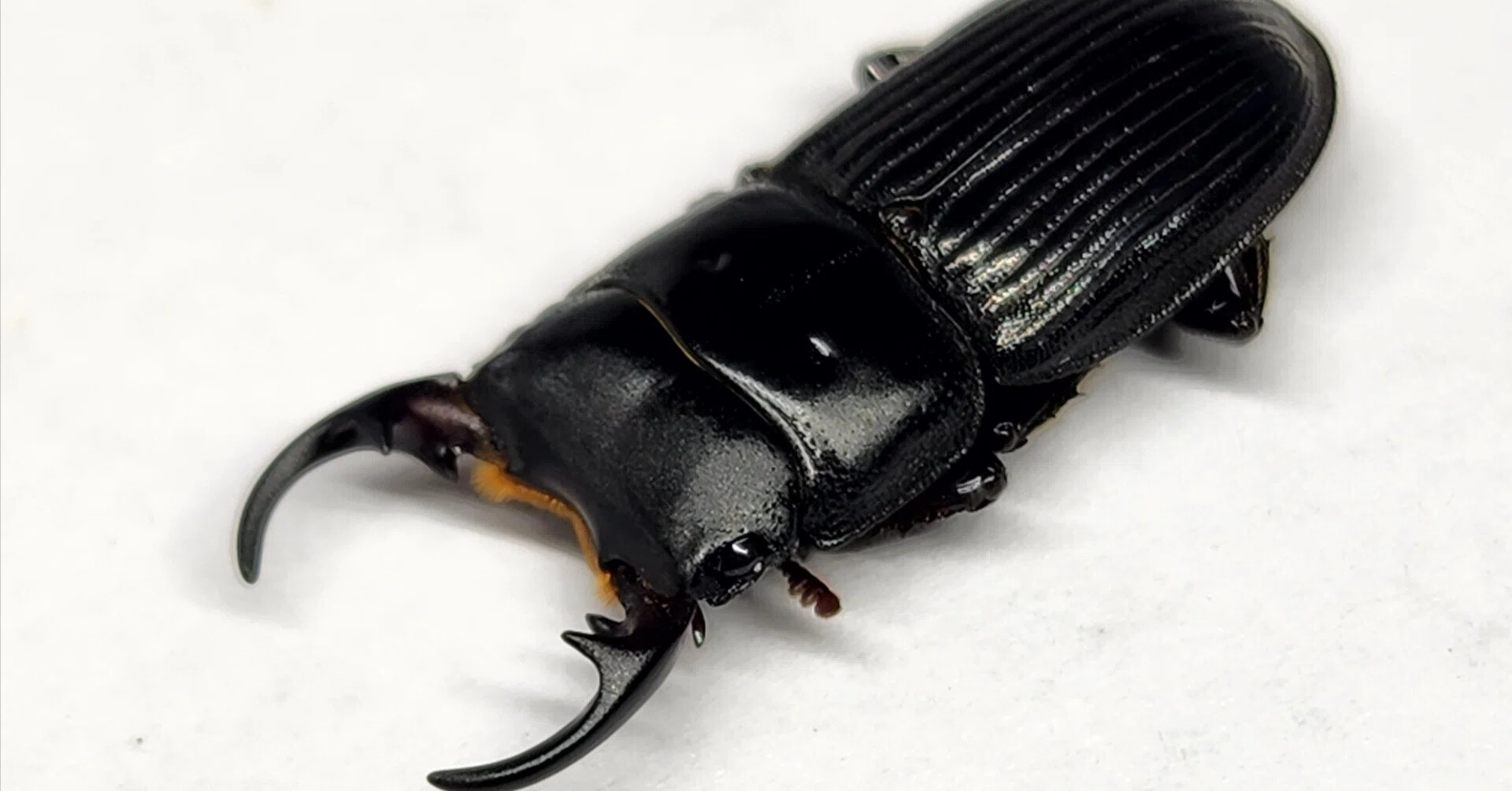 Tokara Nebuto Stag Beetle (Suwanosejima-born CBF1) Breeding Record